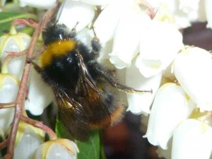 Hommels , hommels in tuin Marianna Bakker